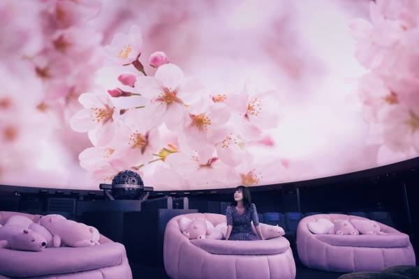 「桜ウェルカムドーム」満開の桜とお花見気分の映像演出、コニカミノルタプラネタリウムの春イベント