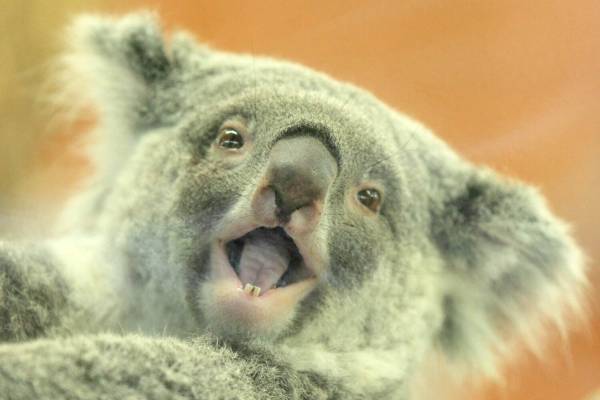 「どうぶつ展」東京・プレイ ミュージアムで、世界屈指の動物標本＆名和晃平らの“動物アート”集結