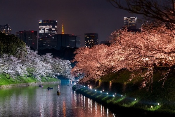 花見イベント「千代田のさくらまつり」千鳥ヶ淵緑道で、水上ボートで望む夜桜ライトアップ
