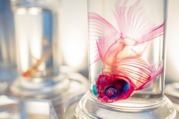 「透明標本」展、魚や爬虫類など“幻想的な生物標本”が福岡・北九州市科学館に