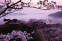 天空の城「竹田城跡」の桜が見頃に、雲海に包まれる花見スポット