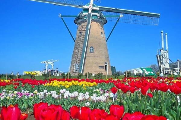 「佐倉チューリップフェスタ」千葉・佐倉ふるさと広場で、チューリップ畑とオランダ風車が彩る春景色