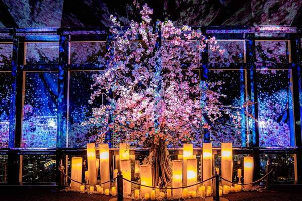 東京タワー“満開の桜咲く”プロジェクションマッピングショー、ピンクに染まる東京夜景