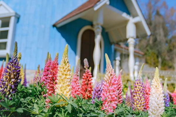ムーミンバレーパークで約2,000本のルピナスが咲き誇る春イベント、人気ショーの再演や湖上花火大会も