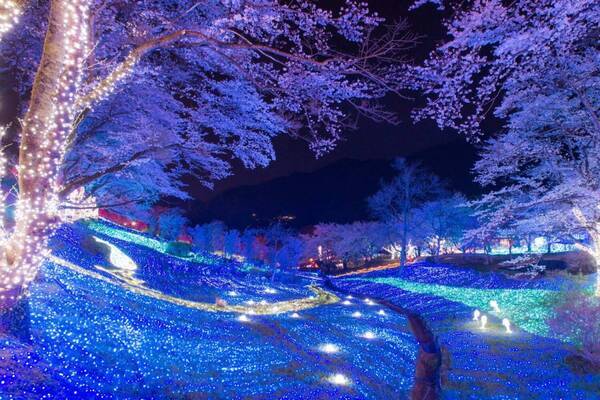 さがみ湖もりもり“関東最大級”2,500本の桜イベント、夜桜ライトアップのイルミネーションも