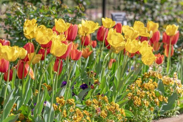 「練馬区立 四季の香 ローズガーデン」にチューリップ1万本開花、園内が春色に染まるイースターイベント
