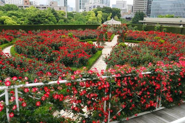 ホテルニューオータニ(東京)が屋上ローズガーデンを特別公開、3万輪の赤薔薇が咲き誇る秘密の花園