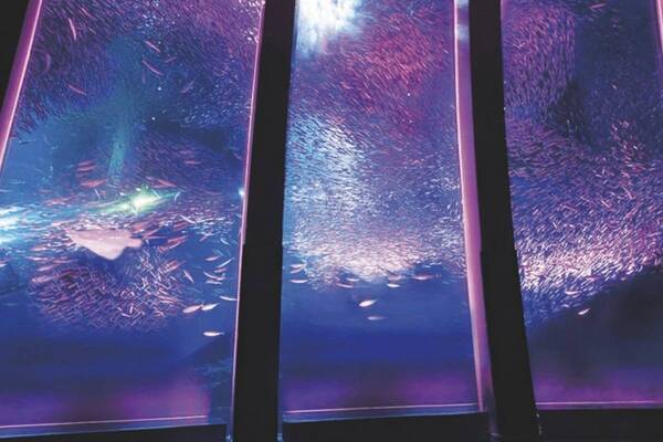横浜・八景島シーパラダイスの春イベント「はなパラ」国内最多5万尾のイワシが魅せる“海中桜”など