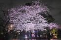 「御殿山さくらまつり2025」東京・品川で、夜桜ライトアップや日本酒の試飲イベントなど
