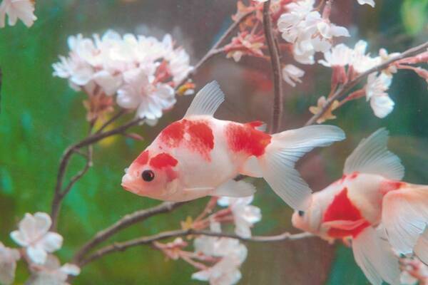 “桜空間×金魚”の特別展示「水景花明かり」アクアシティお台場で、花びらのように泳ぐ金魚たち