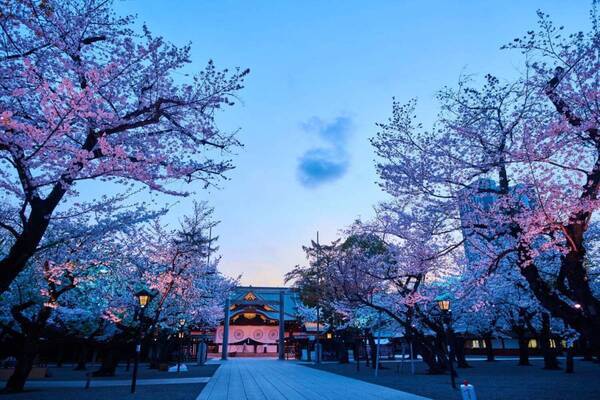 東京の桜名所「靖国神社」約500本が開花する花見スポット、キッチンカー出店＆夜桜ライトアップ