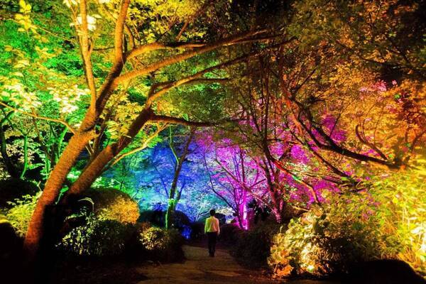 チームラボが佐賀・御船山楽園の大自然をアート空間に、デジタルな“滝”や光輝くもみじのライトアップ