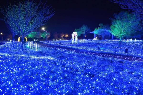 ネモフィラの花々を青い光でライトアップ、東京都立舎人公園で幻想的な春のイルミネーション