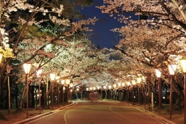 兵庫・日岡山公園で夜桜ライトアップ、約1,000本のソメイヨシノが咲き誇る幻想的な桜トンネル