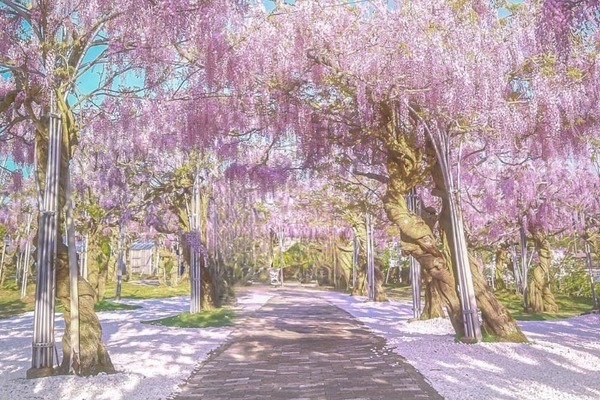 広島・せらふじ園で「ふじとルピナスまつり」1,000本の藤と12,000株のルピナス