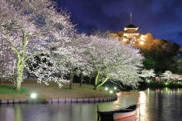横浜・三溪園「桜ライトアップ」約250本の桜が輝く春イベント、日本茶カフェや和菓子も