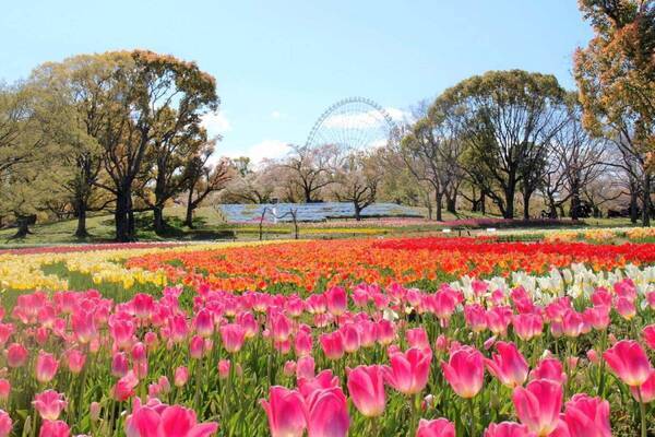 大阪・万博記念公園「チューリップフェスタ」“カラフルな約8万本”の花、ブルー広がるネモフィラも
