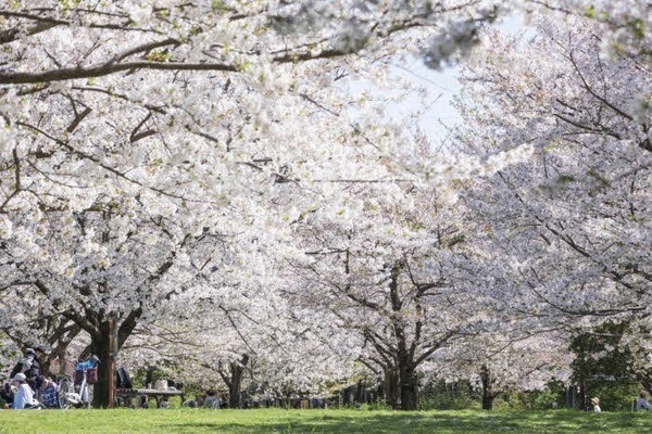 東京・舎人公園で「千本桜まつり」ソメイヨシノやカンヒザクラなど約1,000本の桜が開花