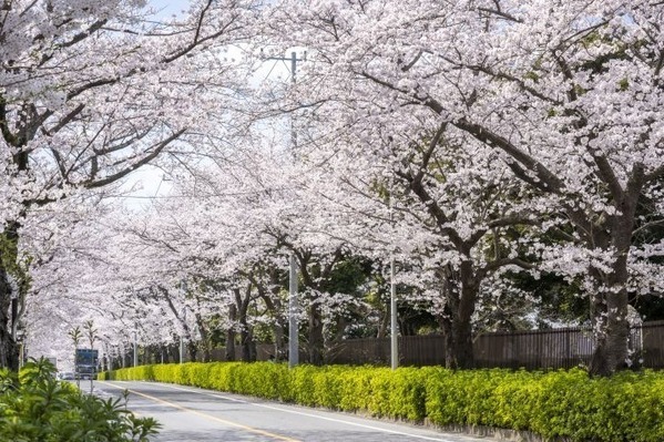 千葉・松戸「常盤平さくらまつり」ソメイヨシノが連なる桜のトンネル、グルメ屋台やパレードも