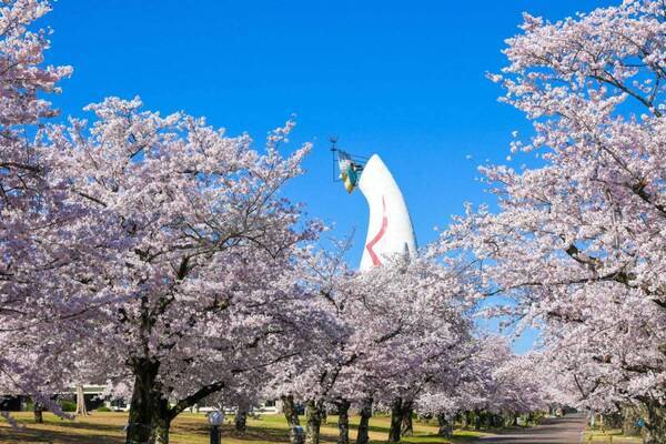 大阪・万博記念公園「サクラ エキスポ」約5,500本の桜が咲く花見スポット、夜桜ライトアップも