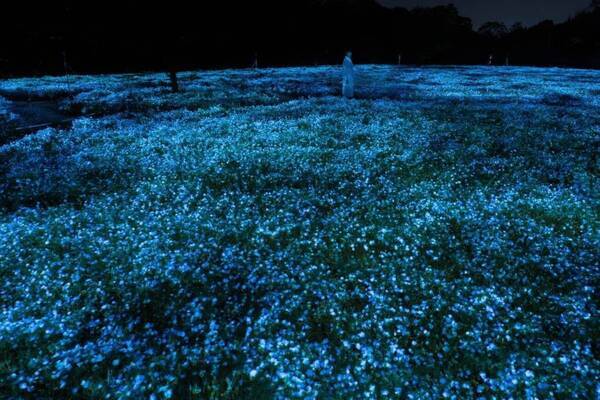 「チームラボ ボタニカルガーデン 大阪」夜の植物園で輝く一面のネモフィラ、広がる青い光＆音色