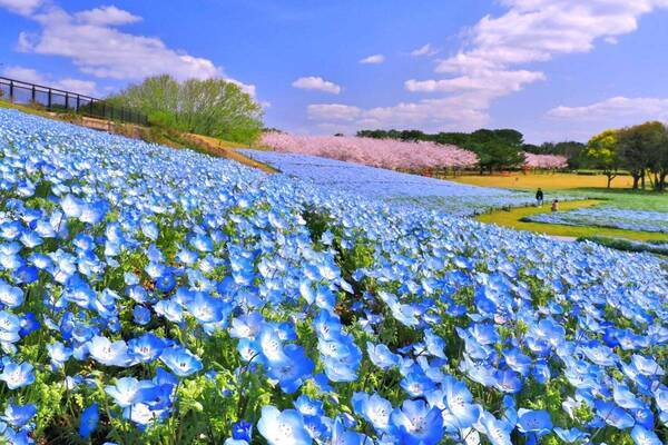 ネモフィラ約100万本が咲く青い花の海、福岡・海の中道海浜公園で“春の花”を楽しむイベント