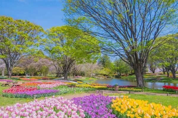 東京・国営昭和記念公園で桜の絶景やカラフルチューリップ、春の花々を楽しむイベント