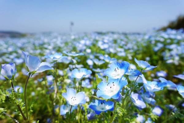 横須賀市くりはま花の国「ポピー・ネモフィラまつり」ブルーのネモフィラ＆約100万本のポピーが開花