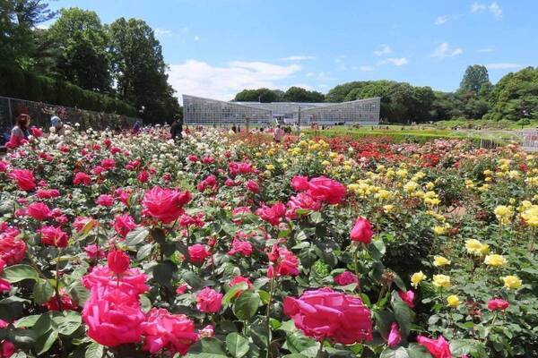 調布・神代植物公園ばら園で「春のバラフェスタ 2025」約400種類・5,200株の春バラが開花