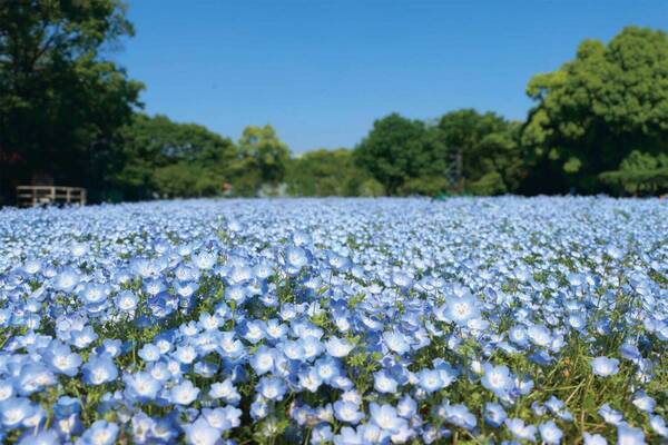 大阪・長居植物園「ネモフィラフェア」約20,000株のネモフィラが一面を青に染める春イベント