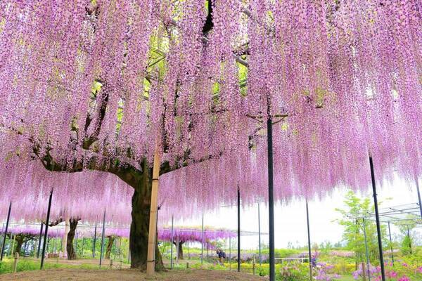 「藤のガーデン」ピンクや紫の花々が開花、“黄金葉”の長藤も - 三重レッドヒル ヒーサーの森で