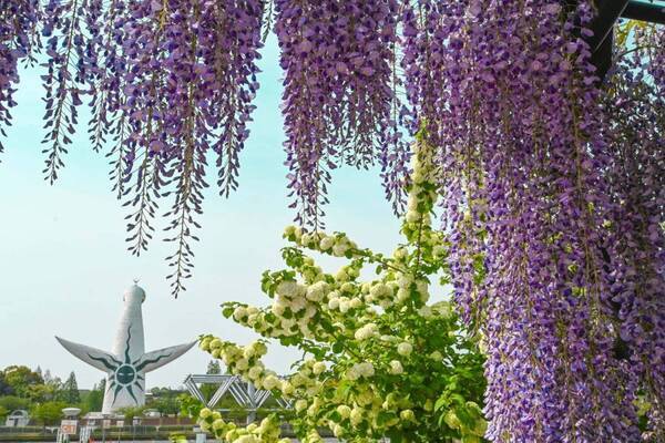 大阪「万博記念公園 藤まつり」約80m続く“藤のカーテン”、紫やうす紅色の藤が広がる絶景