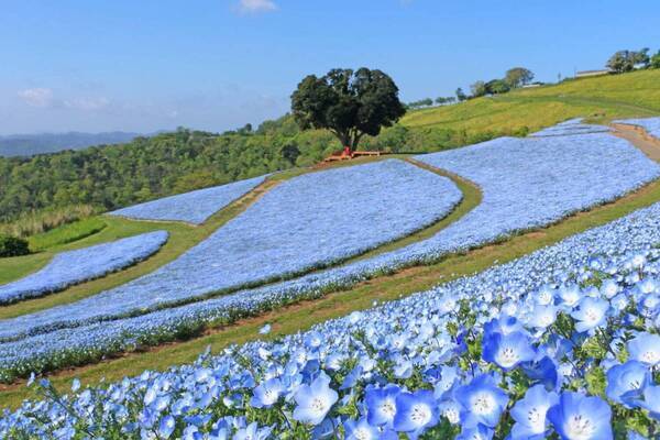 マザー牧場“100万本のネモフィラ”開花、チューリップとのコラボや青空色レモネードも