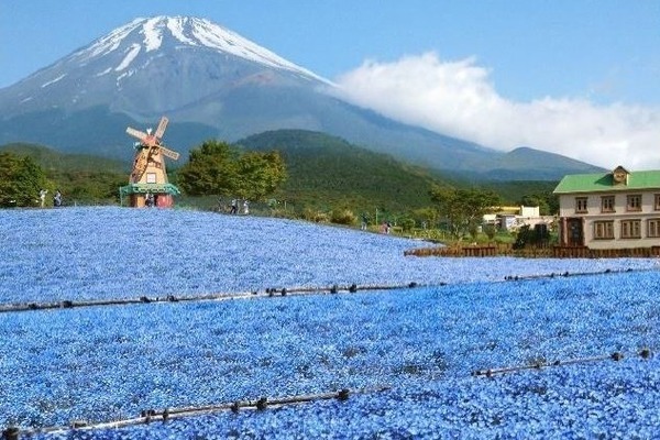 富士山望む”天空のネモフィラ畑”＆透明ゴンドラ、静岡の遊園地ぐりんぱで