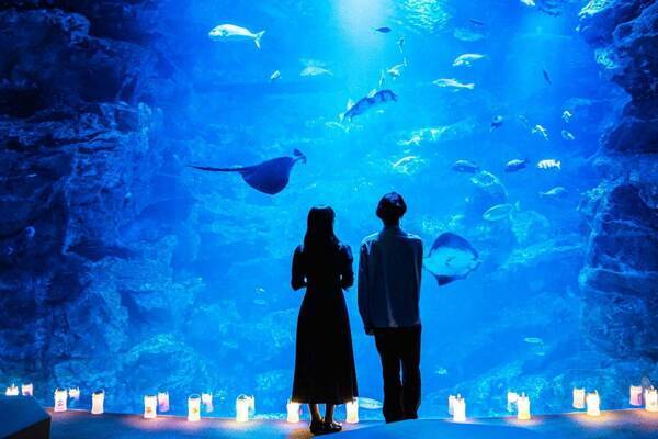 京都水族館「夜のすいぞくかん」“すやすや眠る”ペンギンを観察、幻想的に光るクラゲソーダも