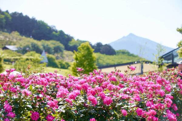 いばらきフラワーパークの春バラが見頃に「春バラに魅せられる時間」900品種9,000株が開花