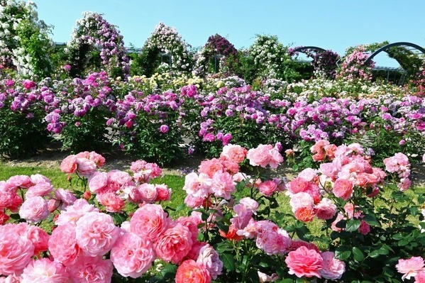 大阪「万博記念公園 春のローズフェスタ」バラ約2,400株が咲き誇る絶景、豪華なバラのアーチも