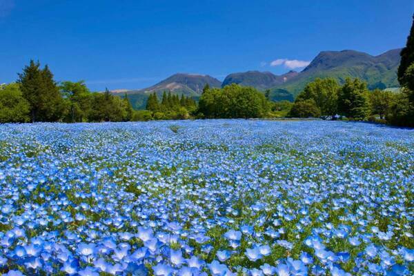 大分・くじゅう花公園“天空の花畑”で遅咲きのネモフィラが開花、デイジーやパッチワーク風花畑も