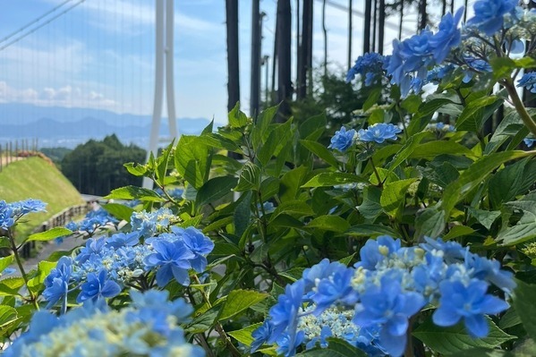 「あじさい祭」静岡・三島スカイウォークで、205品種13,000株の紫陽花＆富士山が織りなす絶景