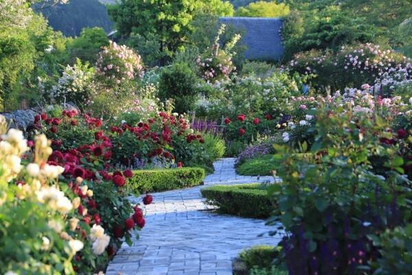 滋賀「イングリッシュガーデン ローザンベリー多和田」3つのバラ庭園が見頃に、バラトンネルを走る鉄道も