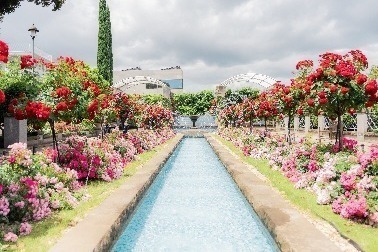横浜市内をバラが彩る「横浜ローズウィーク」約160品種1,600株のバラが咲く山下公園など