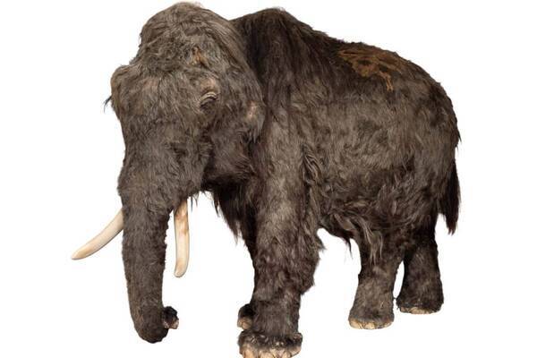 「氷河期展」東京・国立科学博物館で、マンモスなど大型哺乳類の骨格標本や復元模型が集結