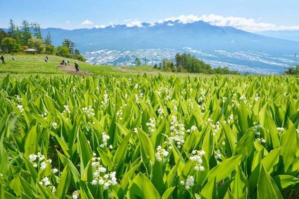 「120万本のすずらん祭り」長野・富士見パノラマリゾートで、すずらん＆30座以上の山々が織りなす絶景