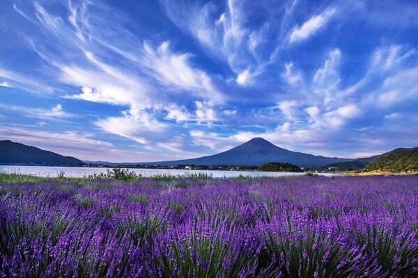 「河口湖ハーブフェスティバル」富士山を背景に眺めるラベンダー畑、山梨・大石公園＆八木崎公園で