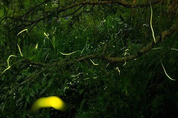 よみうりランド隣接HANA・BIYORIで「ほたるびより」ゲンジ＆ヘイケボタルの幻想的な光を鑑賞