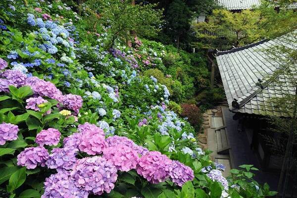 紫陽花の名所「長谷寺」約2,500株の花が咲く鎌倉の絶景お出かけスポット、ホテルの宿泊プランも