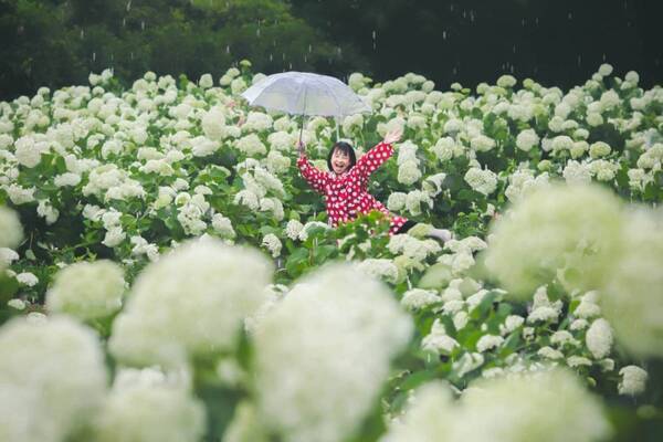 広島・フラワーヴィレッジ 花夢の里「あじさいとタチアオイの丘」アナベルが咲く純白の花畑など