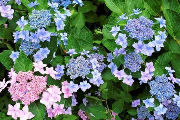 大阪「万博記念公園 あじさい祭」“約50品種”カラフルなアジサイが咲く梅雨イベント