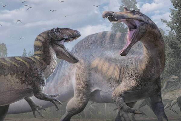 「獣脚類2025」14mスピノサウルスを日本初公開＆肉食恐竜の進化史を辿る、福井・恐竜博物館で開催