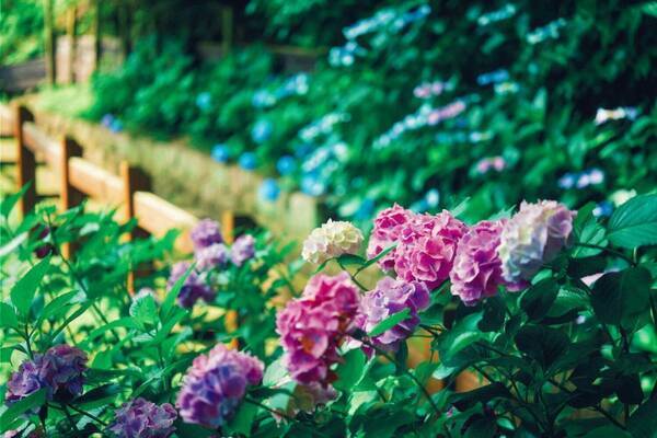 神戸布引ハーブ園「アジサイ」約1,500株が見頃に、木漏れ日の小径＆洋風古城で紫陽花鑑賞